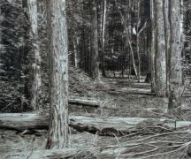Как нарисовать лес: советы и рекомендации Как нарисовать страшный лес